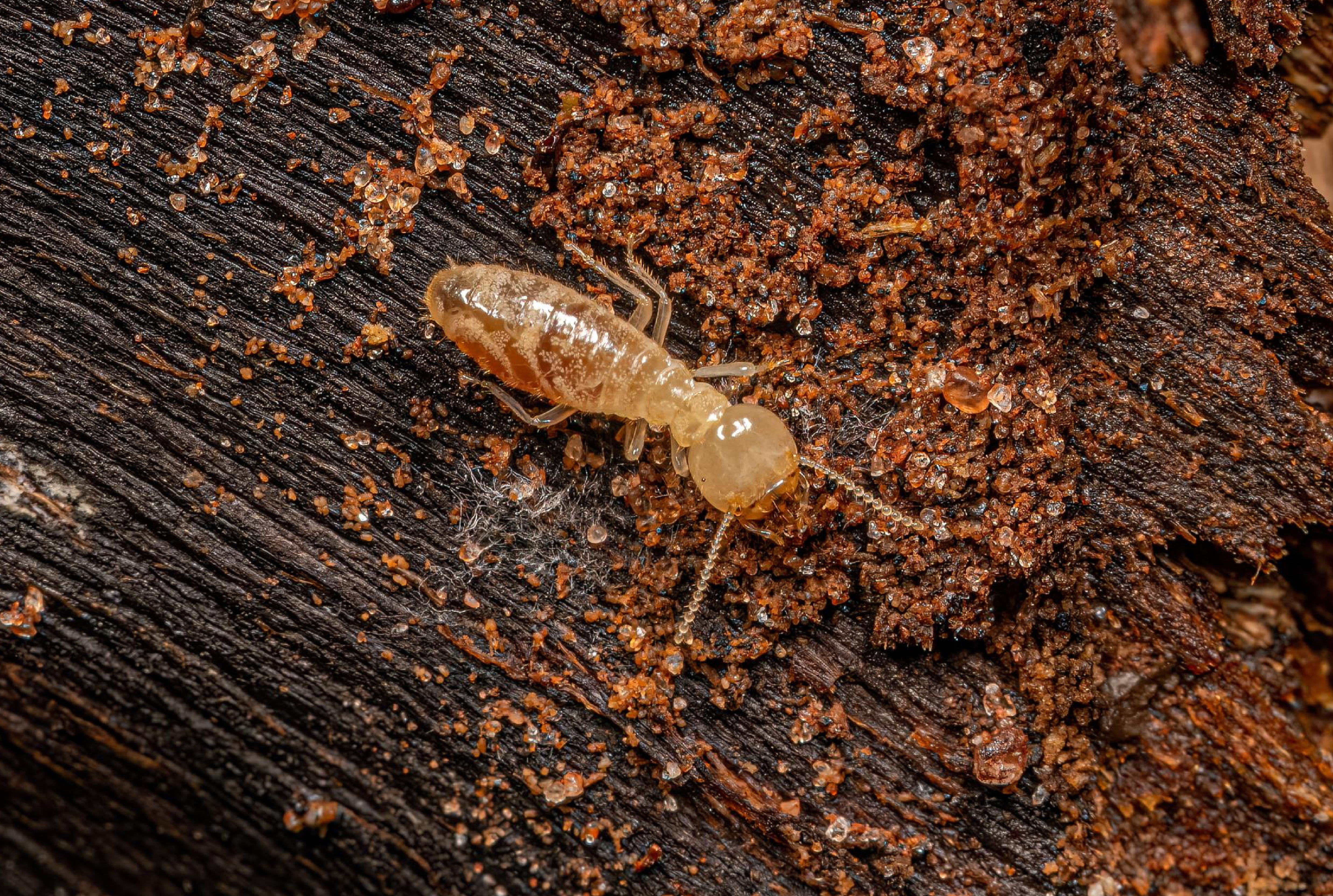 Hire Termite Inspection Team
